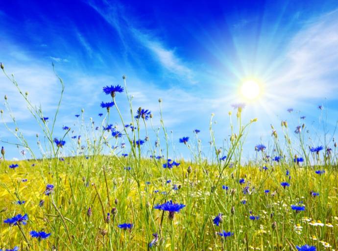 Fiordalisi blu. Tra ferite non dimenticate e fiori che non appassiscono: viaggio dentro un cuore che ricomincia